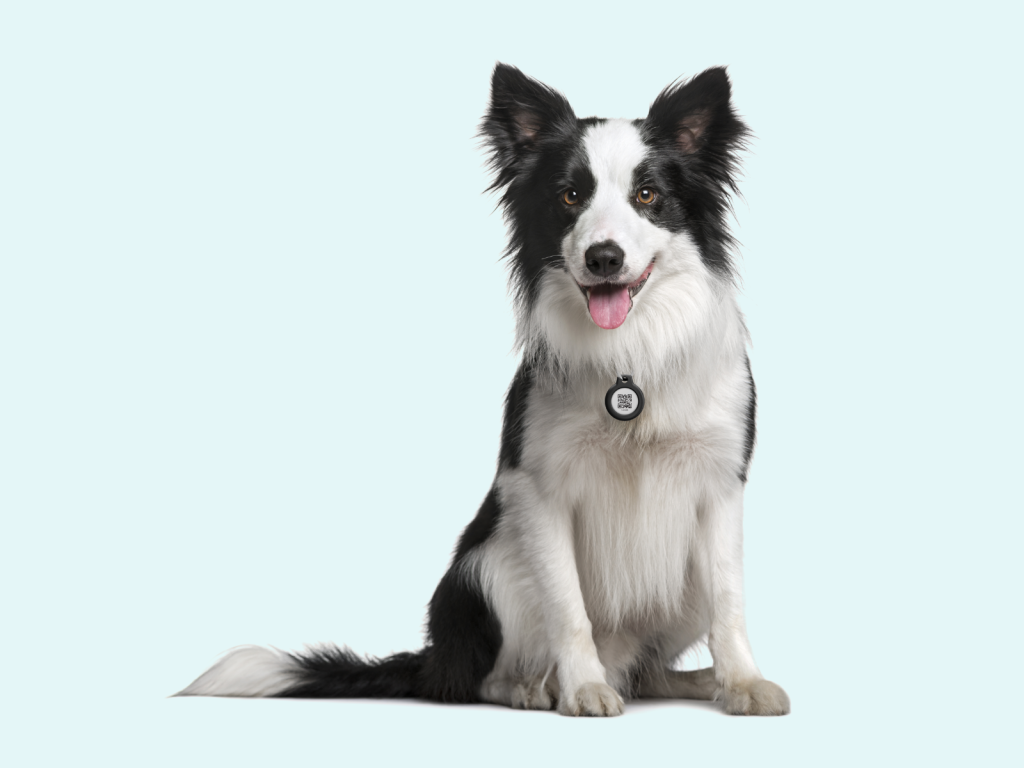 Border collie med Smart Tag i halsbåndet