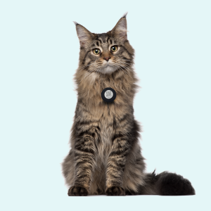 Katt med smart tag i deksel