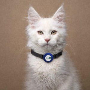 Deksel – Katt / liten hund - Himmelblå
