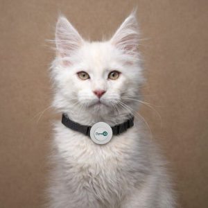 Deksel – Katt / liten hund - Hvit