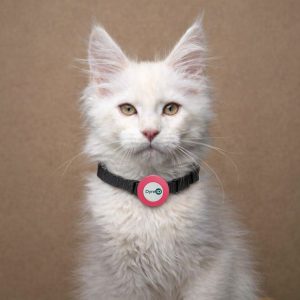 Deksel – Katt / liten hund - Neonrosa